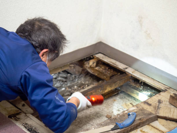 Best Professional Mold Removal  in Cochranton, PA