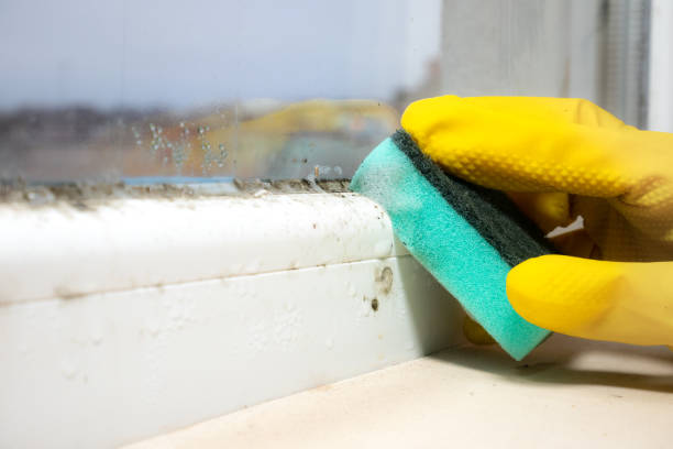 Best Attic Mold Removal  in Cochranton, PA